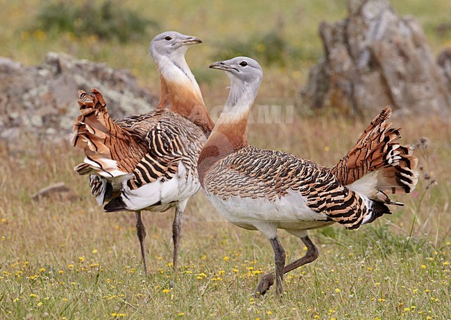 Mannetjes van de Grote trap; Male Great Bustards stock-image by Agami/Markus Varesvuo,