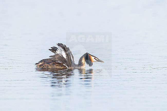 Fuut, Great Crested Grebe, Podiceps cristatus stock-image by Agami/Menno van Duijn,