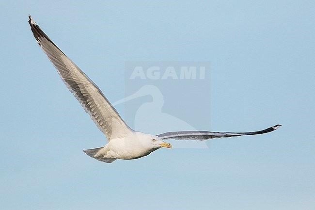 Yellow-legged Gull - MIttelmeermöwe - Larus michahellis ssp. michahellis, France, adult stock-image by Agami/Ralph Martin,