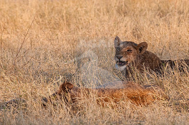 Young lions, Panthera leo, resting. Okavango Delta, Botswana. stock-image by Agami/Sergio Pitamitz,