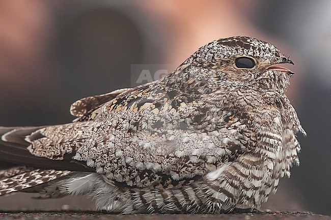 Sennett's Nighthawk (Chordeiles minor sennetti) sitting on the sideof the middle road near the Lighthouse Valley, Corvo, Azores, Portugal. stock-image by Agami/Vincent Legrand,