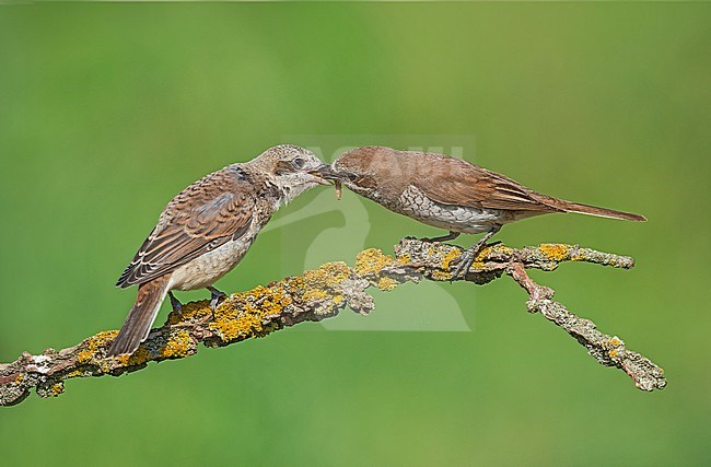 Female Red-backed Shrike (Lanius collurio) feeding her young. stock-image by Agami/Alain Ghignone,