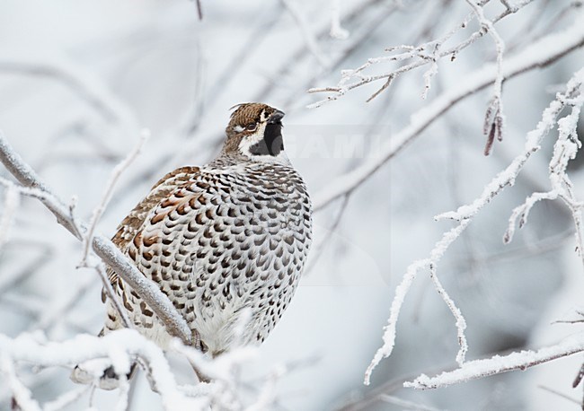 Mannetje Hazelhoen foeragerend in besneeuwde struiken; Male Hazel Grouse feeding in snow covered trees stock-image by Agami/Markus Varesvuo,