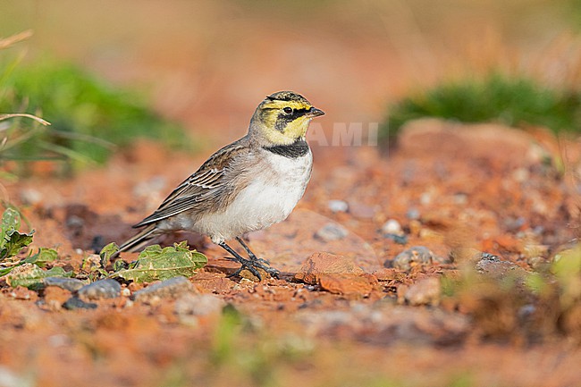 Horned Lark or Shore Lark (Eremophila alpestris, ssp. alpestris) at the red rocks of Helgoland on stop over during migration stock-image by Agami/Mathias Putze,