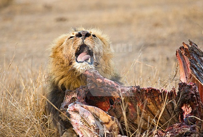 Mannetje Afrikaanse Leeuw etend van prooi; Male African Lion feeding on prey stock-image by Agami/Marc Guyt,