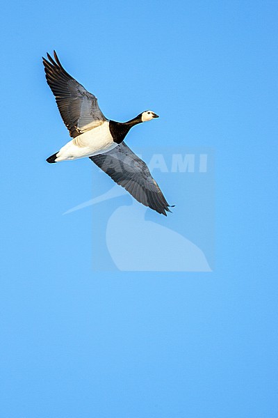Brandgans in de vlucht; Barnacle Goose in flight stock-image by Agami/Menno van Duijn,