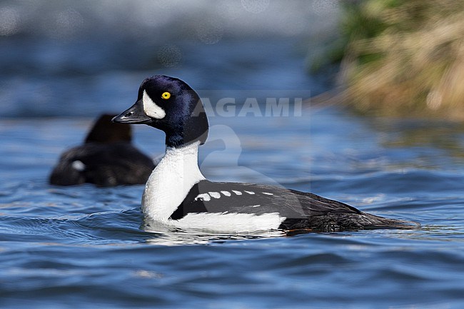 Barrow's Goldeneye (Bucephala islandica), side view of an adult male swimming in the water, Northeastern Region, Iceland stock-image by Agami/Saverio Gatto,