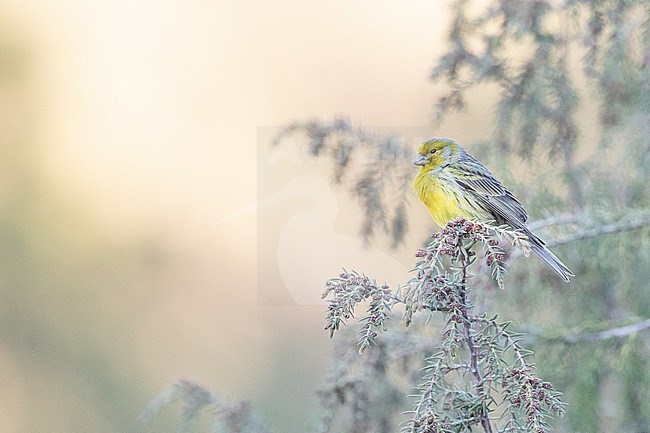 Atlantic Canary (Serinus canaria) perched on a juniper, against a yellow background, in Tenerife, Canary islands. stock-image by Agami/Sylvain Reyt,