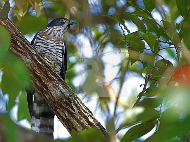 Mannetje Grote Sperwerkoekoek, Male Large Hawk-Cuckoo stock-image by Agami/Alex Vargas,