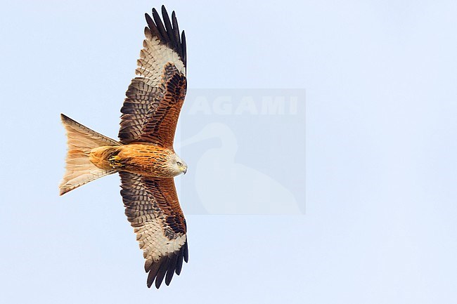 Red Kite (Milvus milvus), adult in flight, Basilicata, Italy stock-image by Agami/Saverio Gatto,