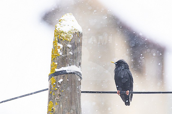 Zwarte Spreeuw, Spotless Starling, Sturnus unicolor stock-image by Agami/Menno van Duijn,