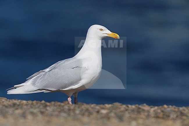 Glaucous Gull (Larus hyperboreus leuceretes), side view of an adult standing on the ground, Western Region, Iceland stock-image by Agami/Saverio Gatto,