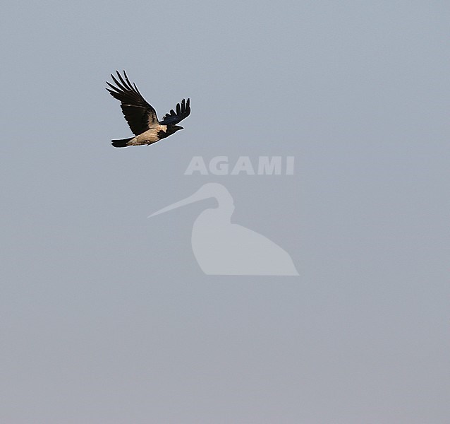Mesopotamian Crwo, Corvus corone ssp. capellanus stock-image by Agami/James Eaton,
