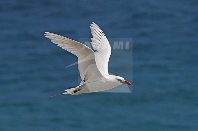 Red-tailed Tropicbird adult in flight stock-image by Agami/Pete Morris,