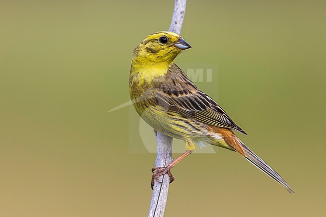 Volwassen Geelgors; Adult Yellowhammer stock-image by Agami/Daniele Occhiato,