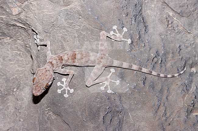 Eastern Arabian Fan-toed Gecko (Ptyodactylus orlovi) taken the 04/03/2023 at Tanuf - Oman. stock-image by Agami/Nicolas Bastide,