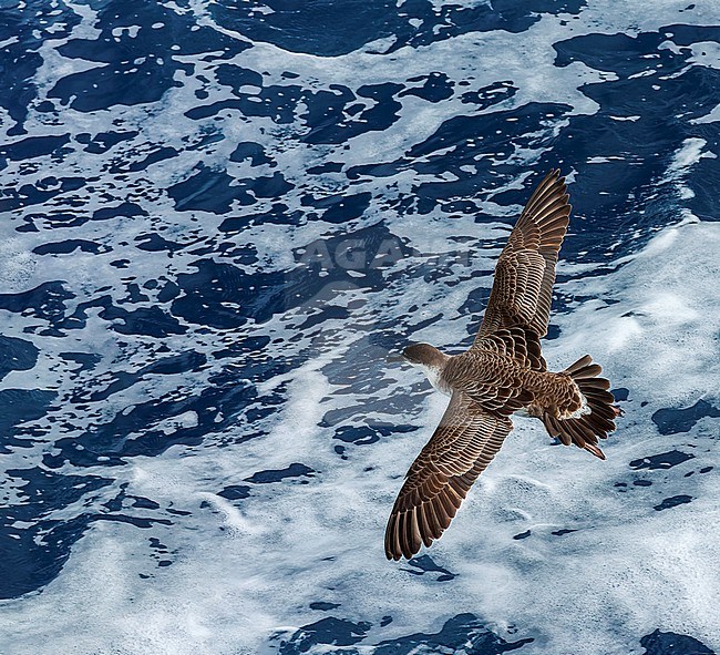 Great Shearwater (Ardenna gravis) south of Tristan da Cunha in South Atlantic ocean. Formaly Puffinus gravis. Seen from above. stock-image by Agami/Marc Guyt,
