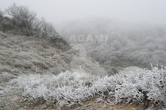 Winters duinlandschap in Berkheide; Berkheide in winter stock-image by Agami/Menno van Duijn,