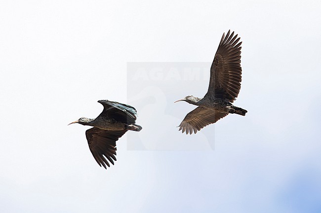 two wattled ibis (Bostrychia carunculata) in flight, found at Sanetti Plateau in Bale Mountains National Parc in Ethiopia stock-image by Agami/Mathias Putze,