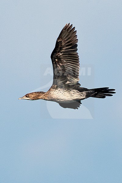 Pygmy Cormorant (Microcarbo pygmaeus) at the Bulgarian coast during autumn migration. stock-image by Agami/Marc Guyt,