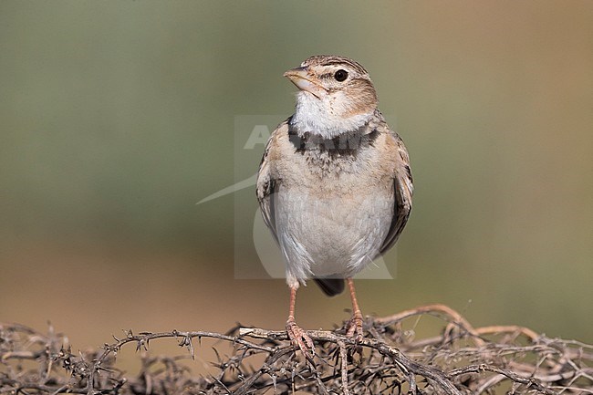 Calandra Lark; Melanocorypha calandra psammochroa stock-image by Agami/Daniele Occhiato,