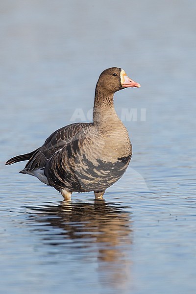 Adult
Colusa Co., CA
December 2012 stock-image by Agami/Brian E Small,