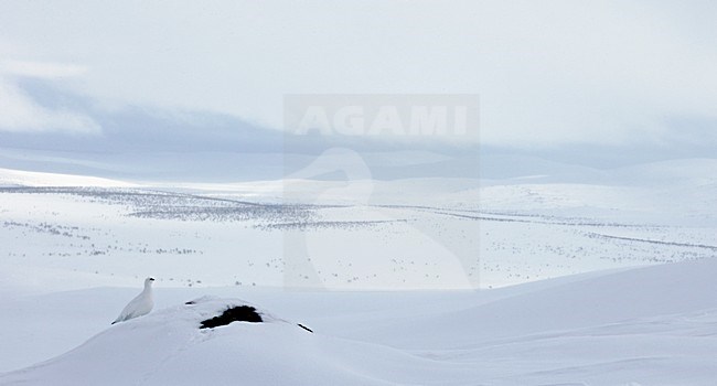 Alpensneeuwhoen, Rock Ptarmigan, lagopus muta stock-image by Agami/Markus Varesvuo,