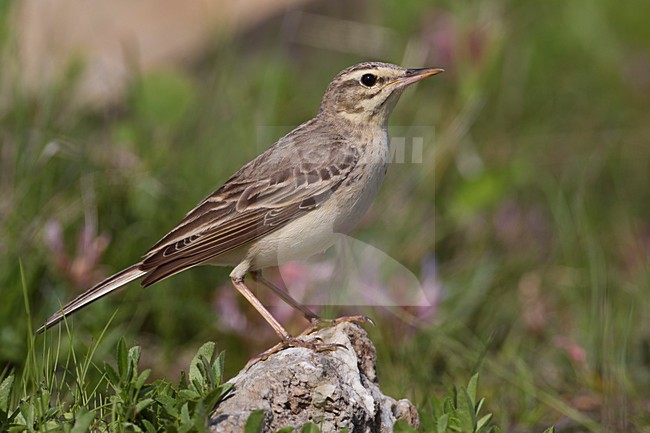Duinpieper; Tawny Pipit stock-image by Agami/Daniele Occhiato,