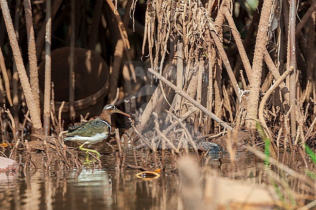 Female Greater Painted-Snipe, Rostratula benghalensis, resting in a creek with garbage and plastic waste in The Gambia. stock-image by Agami/Marc Guyt,