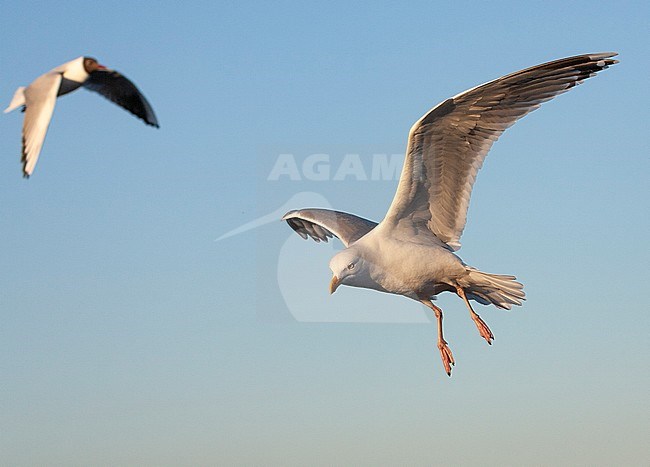 Adult European Herring Gull (Larus argentatus) following the ferry to Wadden island Texel in the Netherlands. Flying bird above the sea, with Black-headed Gull in the background. stock-image by Agami/Marc Guyt,