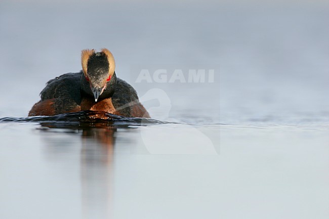Kuifduiker in zomerkleed; Horned Grebe in summer plumage stock-image by Agami/Menno van Duijn,