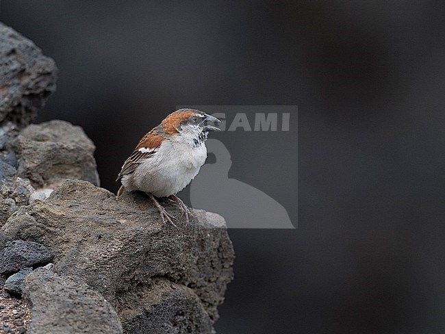 Front view of a male Iago Sparrow (Passer iagoensis) on a rock. Cape Verde, Africa stock-image by Agami/Markku Rantala,