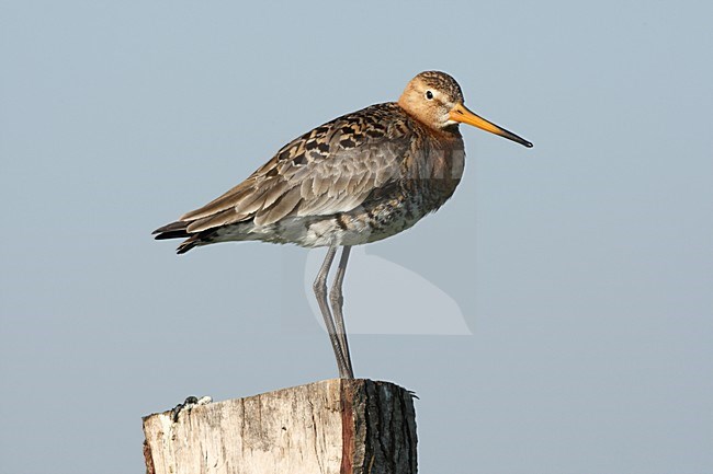 Grutto staand op een paal; Black-tailed Godwit perched on a pole stock-image by Agami/Roy de Haas,