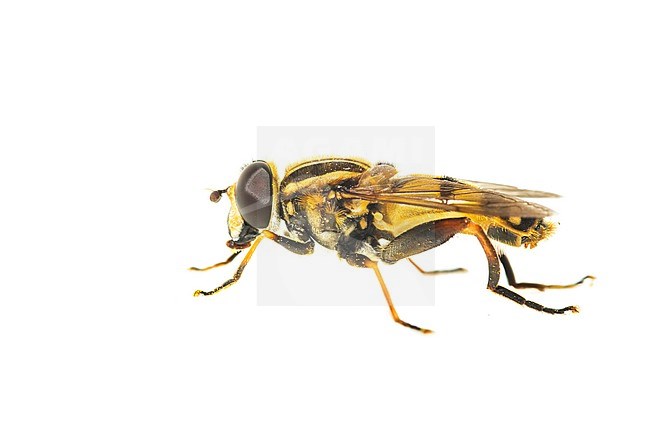 Helophilus trivittatus hoverfly stock-image by Agami/Wil Leurs,