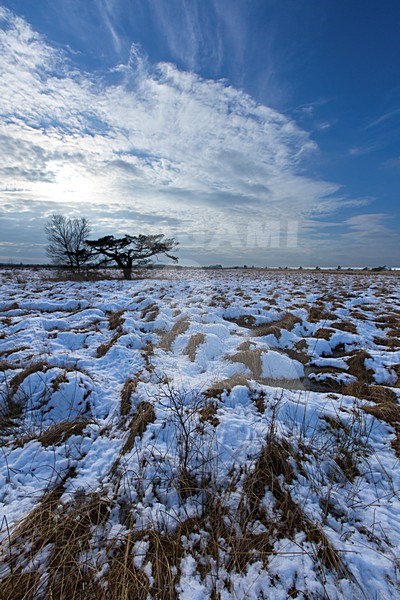 Winterlandschap FochteloÃ«rveen, winter landscape FochteloÃ«rveen stock-image by Agami/Wil Leurs,