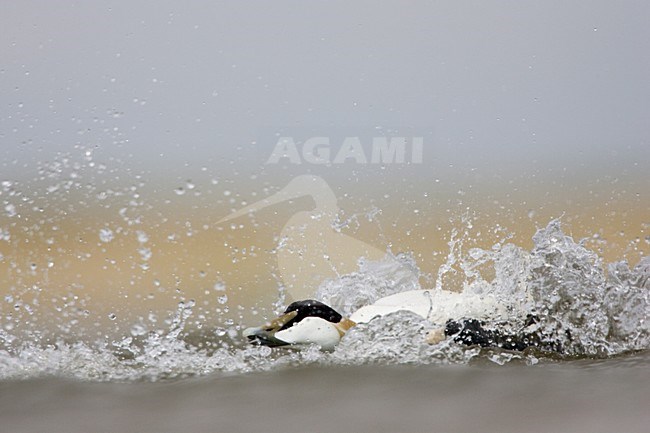 Badderend mannetje Eider; Male Common Eider bathing stock-image by Agami/Menno van Duijn,