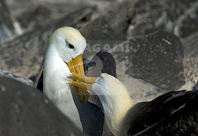 Waved Albatross displaying; GalÃ¡pagosalbatros baltsend stock-image by Agami/Roy de Haas,