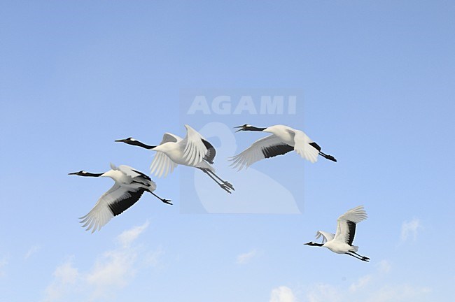  stock-image by Agami/Rob Riemer,