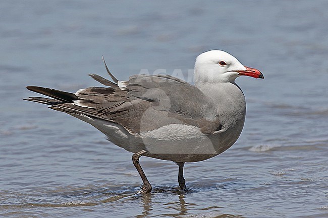 Heermann's Gull, Larus heermanni, on a beach in Western Mexico. stock-image by Agami/Pete Morris,