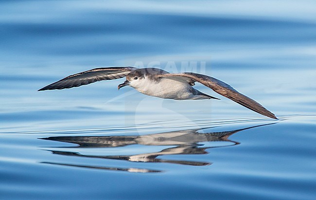 Buller's Shearwater (Ardenna bulleri) in coastal waters of the pacific ocean off Kaikoura, South Island, New Zealand. Gliding low over sea surface. stock-image by Agami/Marc Guyt,