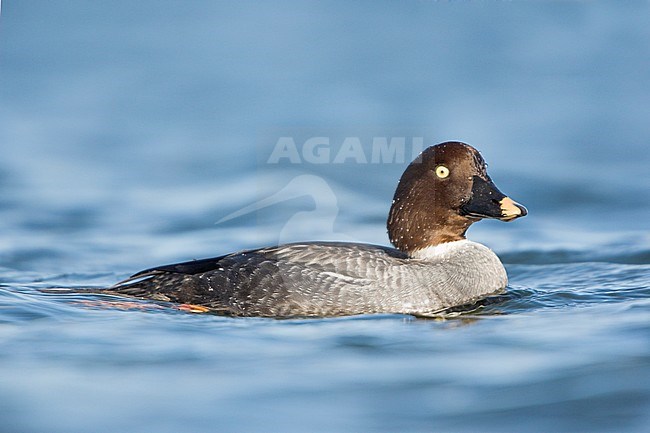 Common Goldeneye (Bucephala clangula) swimming in a lagoon in Victoria, BC, Canada. stock-image by Agami/Glenn Bartley,