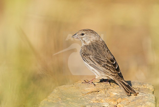 Yemen Serin (Serinus menachensis) in Oman. stock-image by Agami/Ralph Martin,