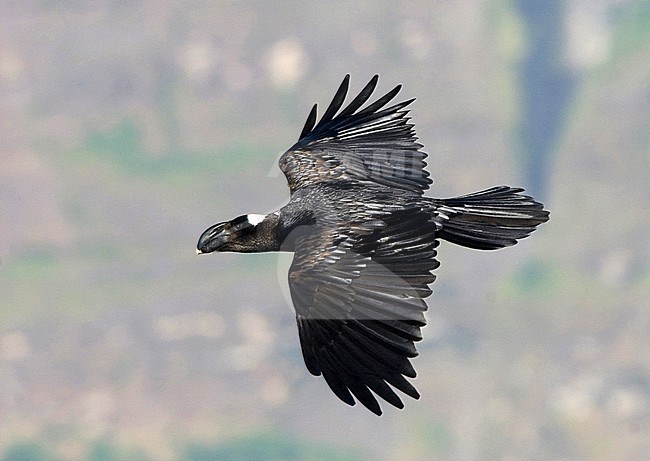 Adult Thick-billed Raven (Corvus crassirostris) in flight in mountains of Ethiopia. stock-image by Agami/Jacob Garvelink,