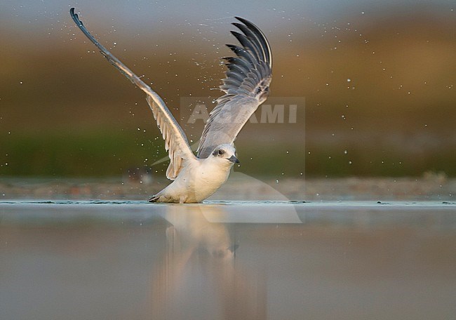 Gull-billed Tern - Lachseeschwalbe - Gelochelidon nilotica, Oman, adult, winter plumage stock-image by Agami/Ralph Martin,