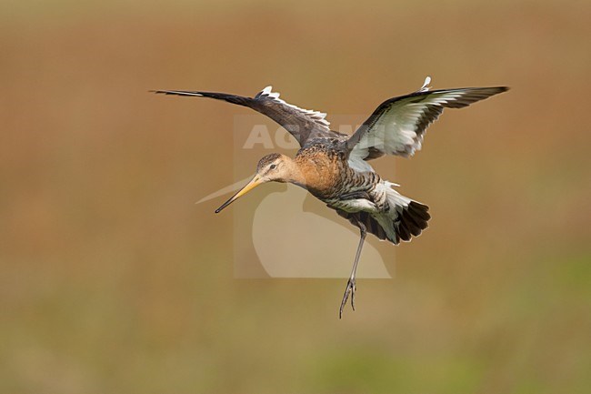Volwassen mannetje Grutto in vlucht; Adult male Black-tailed Godwit in flight stock-image by Agami/Arie Ouwerkerk,