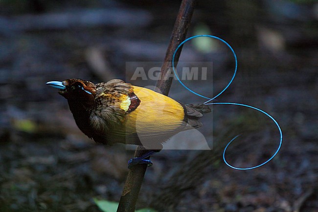 Geelkraagparadijsvogel; Male Magnificent Bird-of-paradise (Diphyllodes magnificus) stock-image by Agami/Dubi Shapiro,