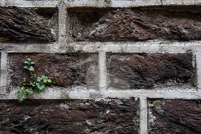 Wall-rue, Asplenium ruta-muraria stock-image by Agami/Wil Leurs,