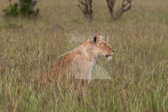 Portrait of a lioness, Panthera leo, in tall grass. Masai Mara National Reserve, Kenya. stock-image by Agami/Sergio Pitamitz,