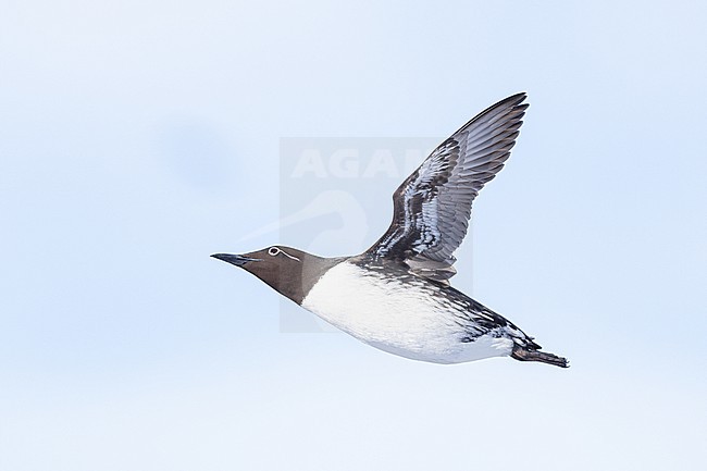  stock-image by Agami/Menno van Duijn,