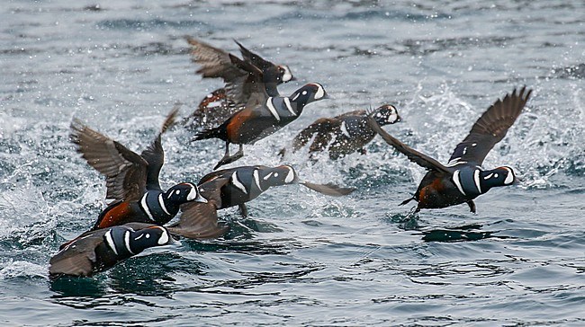 Harlequin Ducks (Histrionicus histrionicus) flying in Japanese harbour on Hokkaido. stock-image by Agami/Pete Morris,